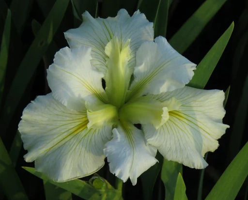 iris louisiana arabian bayou marginal pond plants mp051