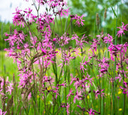 lychnis flos cuculi ragged robin marginal pond plants mp069