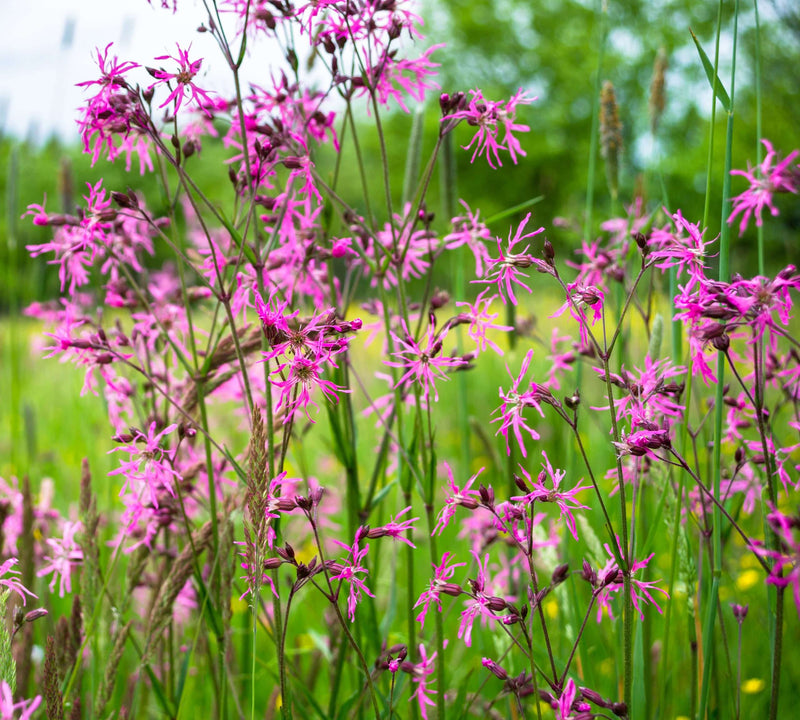 lychnis flos cuculi ragged robin marginal pond plants mp069