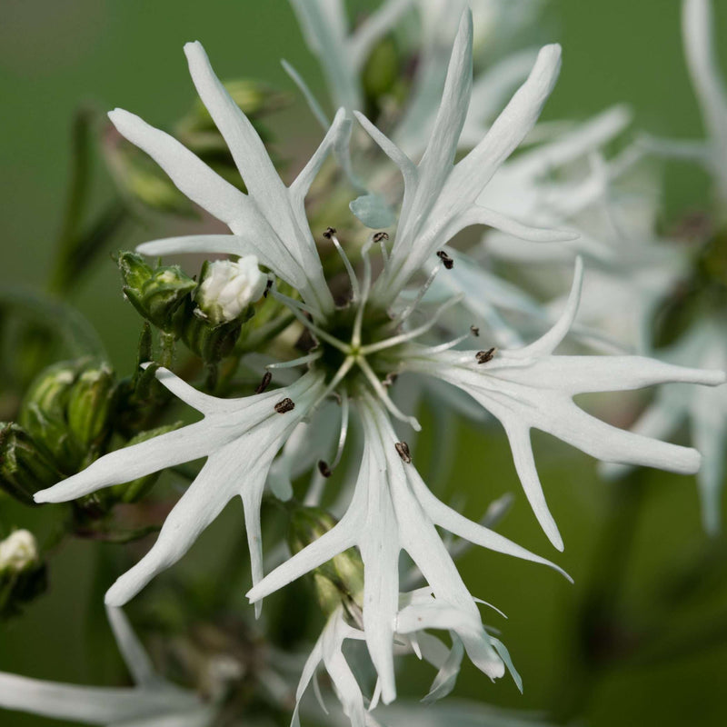 lychnis flos cuculi alba white ragged robin marginal pond plants mp070
