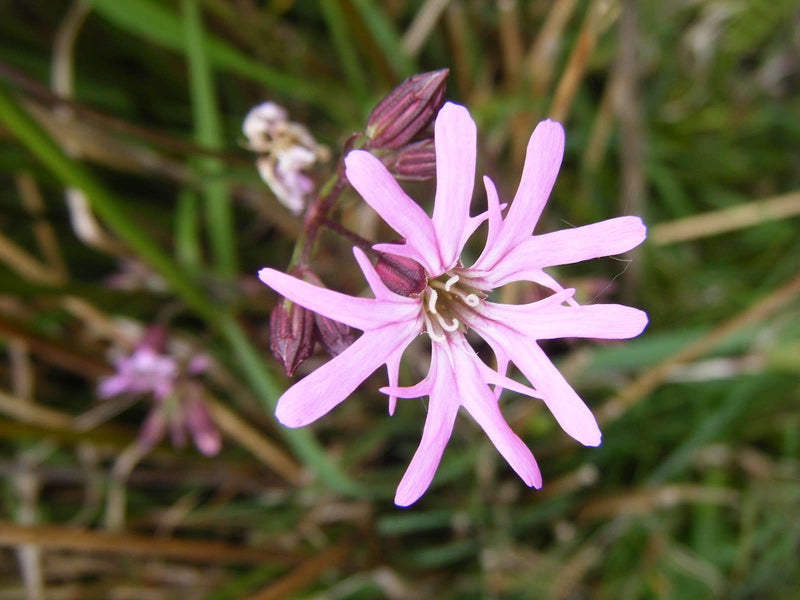 lychnis flos cuculi ragged robin marginal pond plants mp069