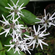 lychnis flos cuculi alba white ragged robin marginal pond plants mp070