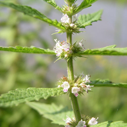 lycopus europaeus gypsywort marginal pond plants mp071