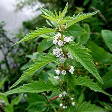 lycopus europaeus gypsywort marginal pond plants mp071