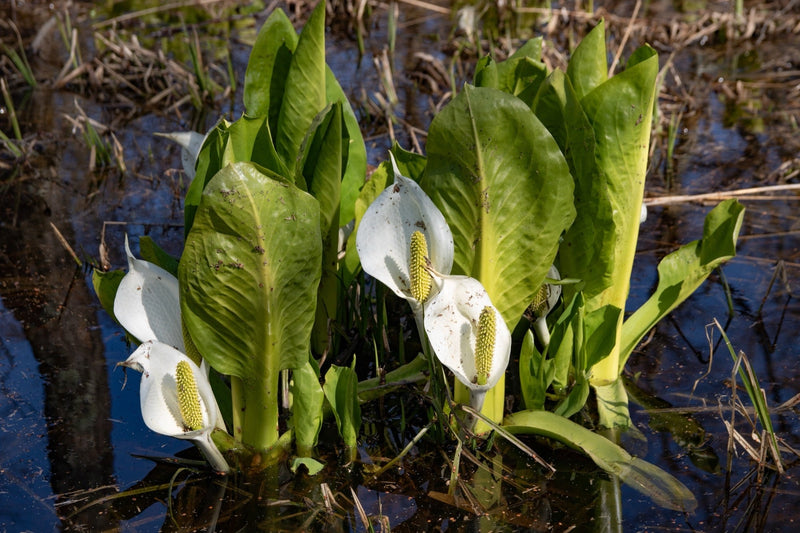 Lysichiton camtschatcensis (Asian Skunk Cabbage)