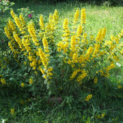 lysimachia vulgaris marginal pond plants mp075a