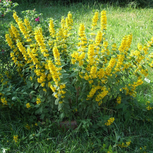 lysimachia vulgaris marginal pond plants mp075a