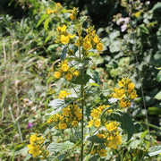 lysimachia vulgaris marginal pond plants mp075a