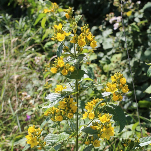 lysimachia vulgaris marginal pond plants mp075a