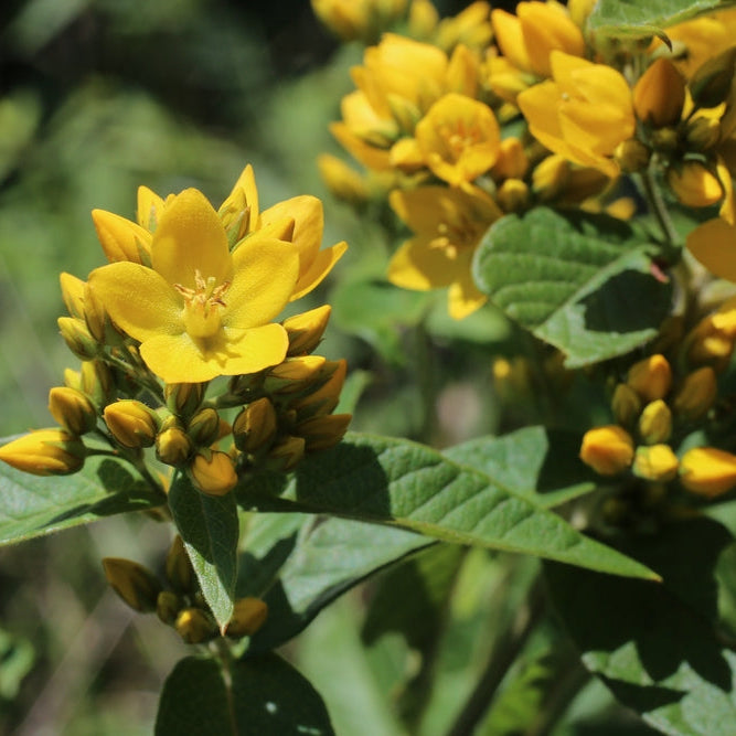 lysimachia vulgaris marginal pond plants mp075a