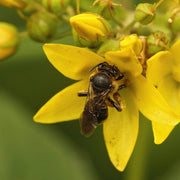 lysimachia vulgaris marginal pond plants mp075a