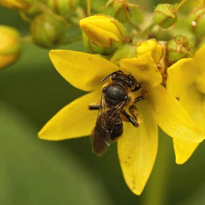 lysimachia vulgaris marginal pond plants mp075a