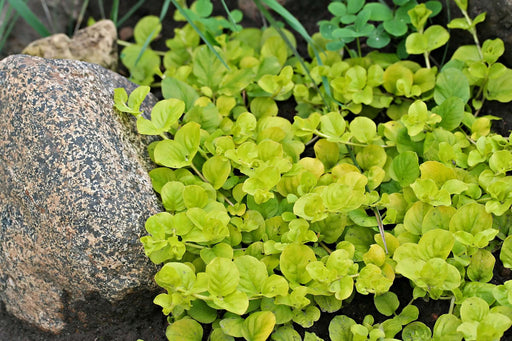 lysimachia nummularia aurea marginal pond plants mp074