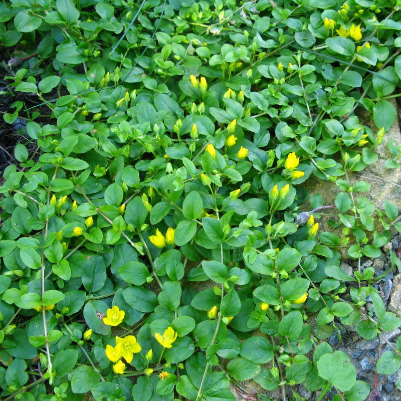 lysimachia nummularia creeping jenny marginal pond plants mp073