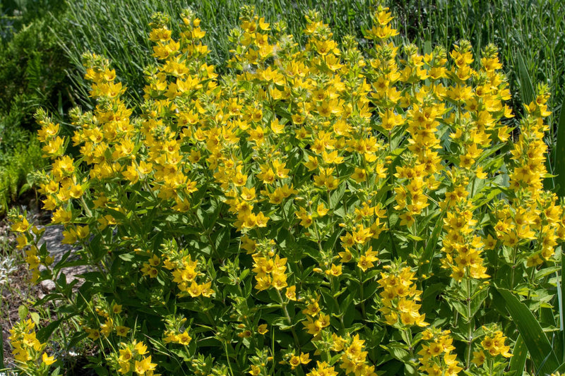 lysimachia punctata alexander marginal pond plants bp076a