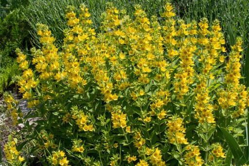 lysimachia punctata alexander marginal pond plants bp076a