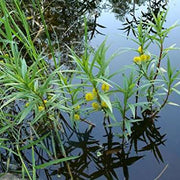 lysimachia thyrsiflora tufted loosestrife marginal pond plants mp075