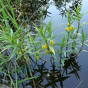 lysimachia thyrsiflora tufted loosestrife marginal pond plants mp075