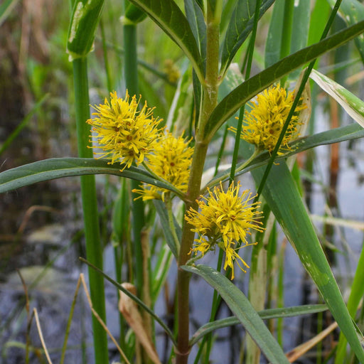 lysimachia thyrsiflora tufted loosestrife marginal pond plants mp075