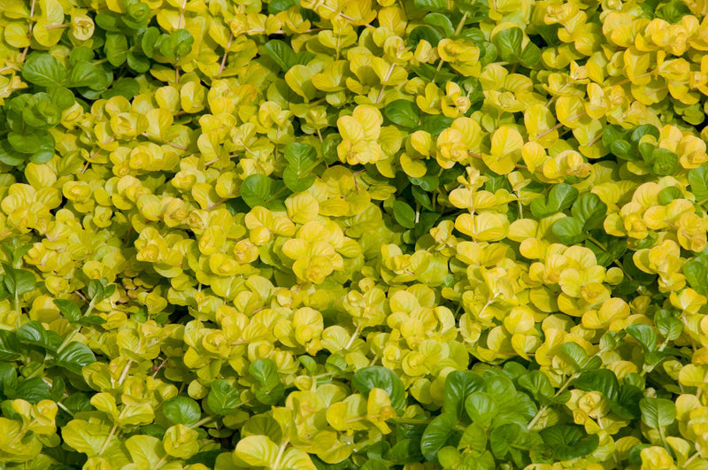 lysimachia nummularia aurea marginal pond plants mp074