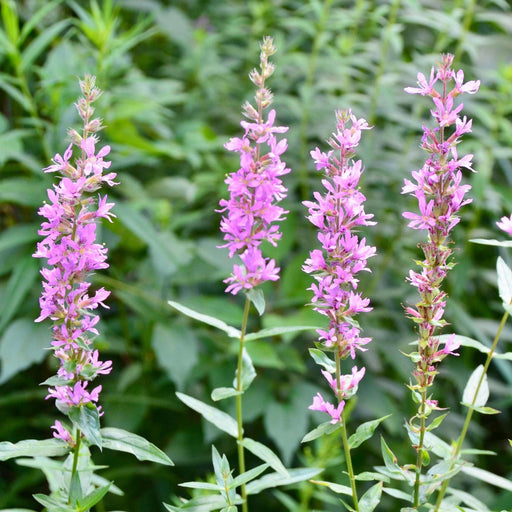 lythrum salicaria rosey gem marginal pond plants mbp079