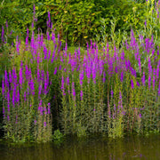 lythrum salicaria purple loosestrife marginal pond plants mbp077