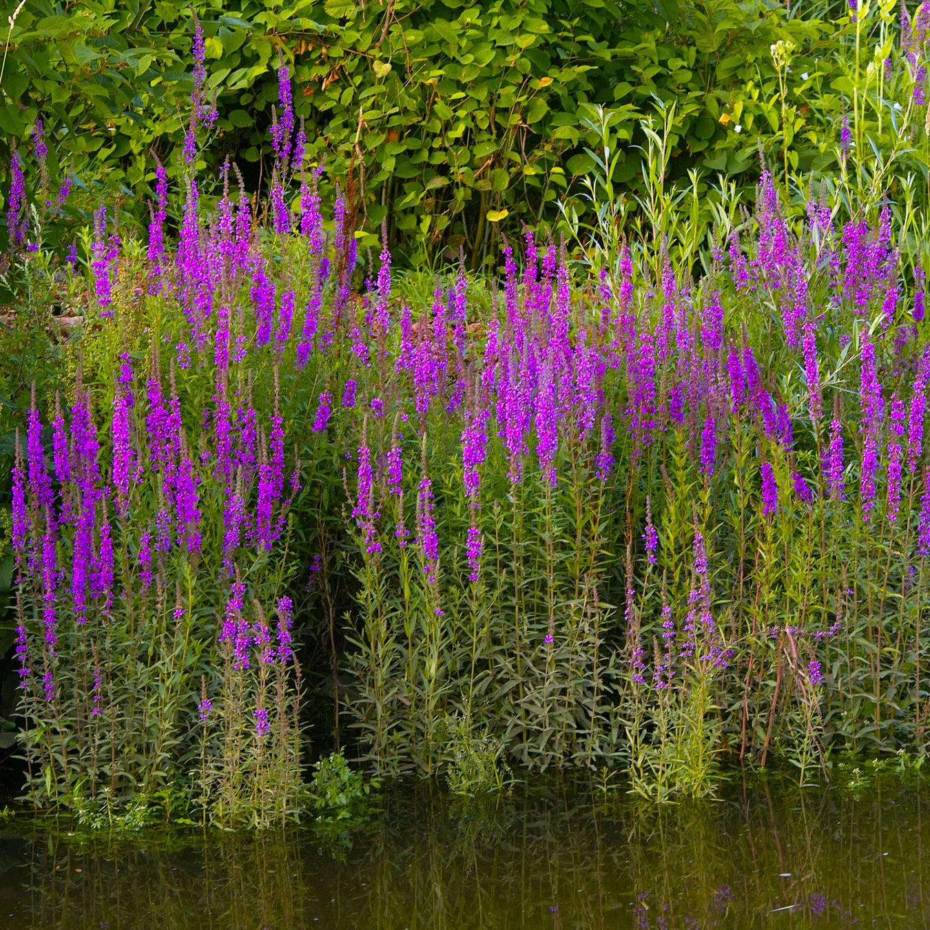 lythrum salicaria purple loosestrife marginal pond plants mbp077