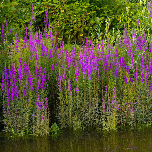 lythrum salicaria purple loosestrife marginal pond plants mbp077
