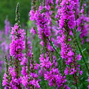lythrum salicaria purple loosestrife marginal pond plants mbp077