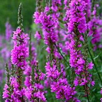 lythrum salicaria purple loosestrife marginal pond plants mbp077