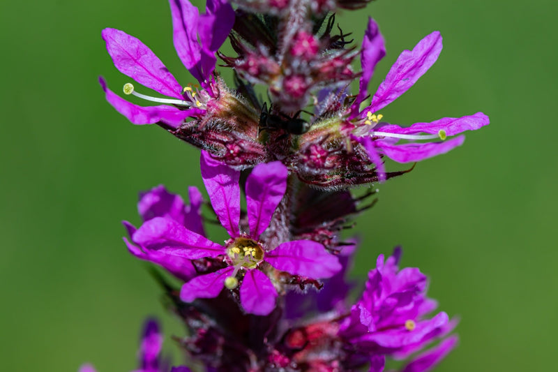 Lythrum salicaria (Purple Loosestrife)