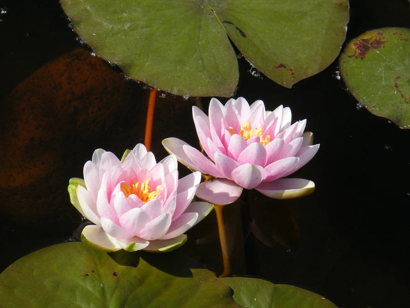 Nymphaea 'Madame Wilfon Gonnere'