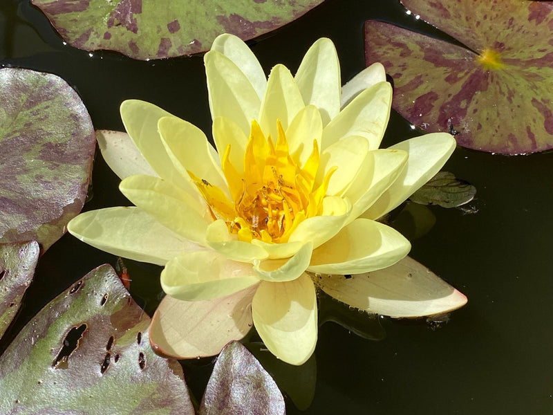 Nymphaea 'Marliacea Chromatella'