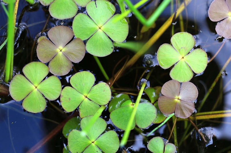 Marsilea quadrifolia (European Water Clover)