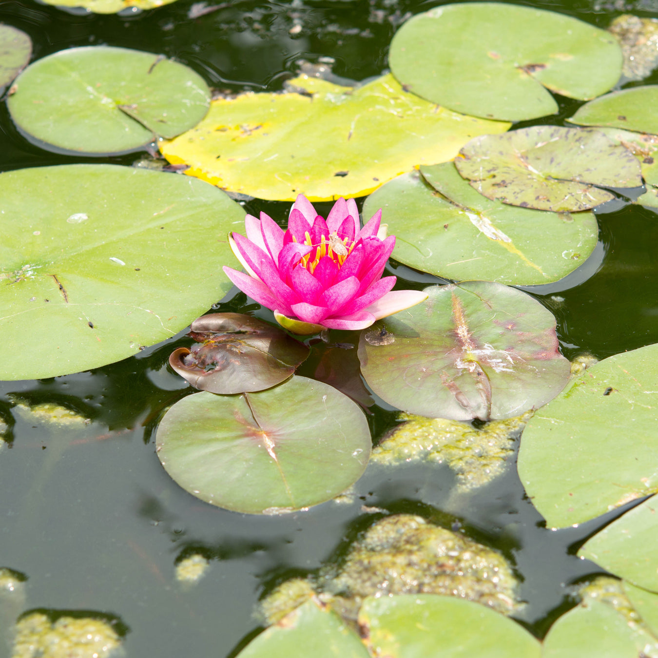 Water Lilies