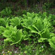 matteuccia struthiopteris marginal pond plants bp080