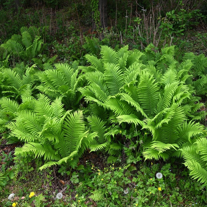 matteuccia struthiopteris marginal pond plants bp080