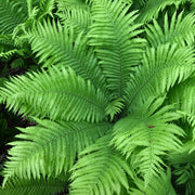 matteuccia struthiopteris marginal pond plants bp080