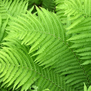matteuccia struthiopteris marginal pond plants bp080