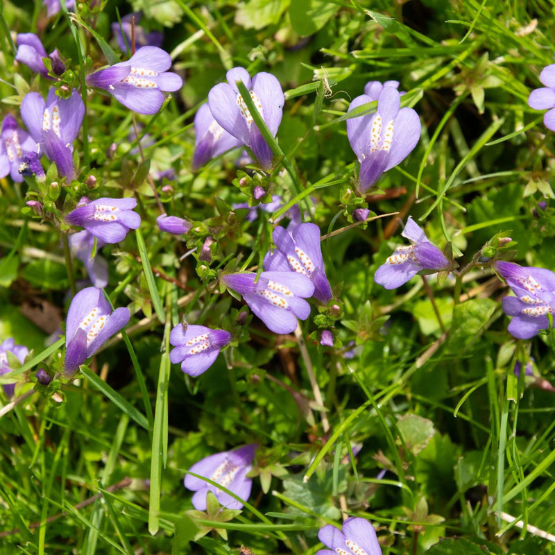 mazus reptans chinese marshflower marginal pond plants bp081