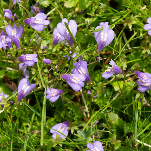 mazus reptans chinese marshflower marginal pond plants bp081