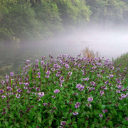 mentha aquatica water mint marginal pond plants mp076