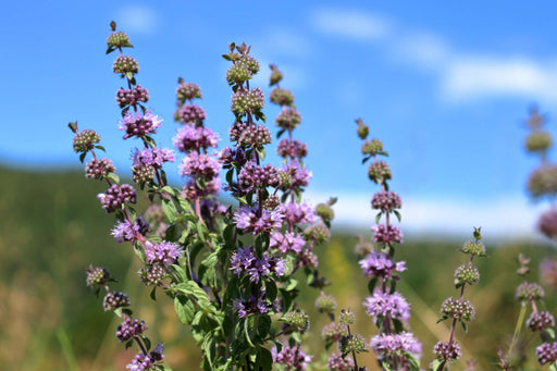 mentha pulegium pennyroyal marginal pond plants mp077