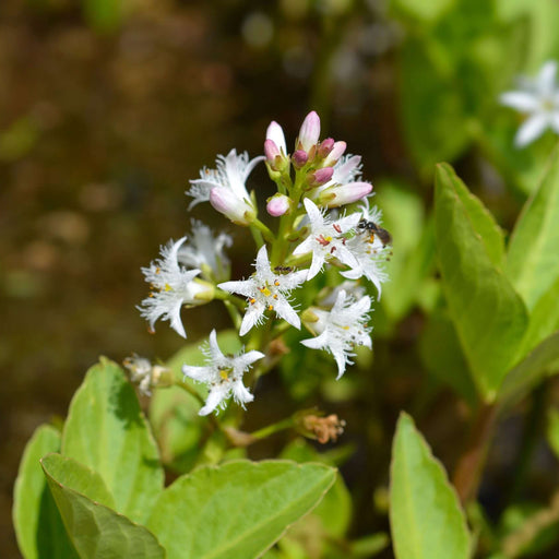 Menyanthes trifoliata (Bogbean)
