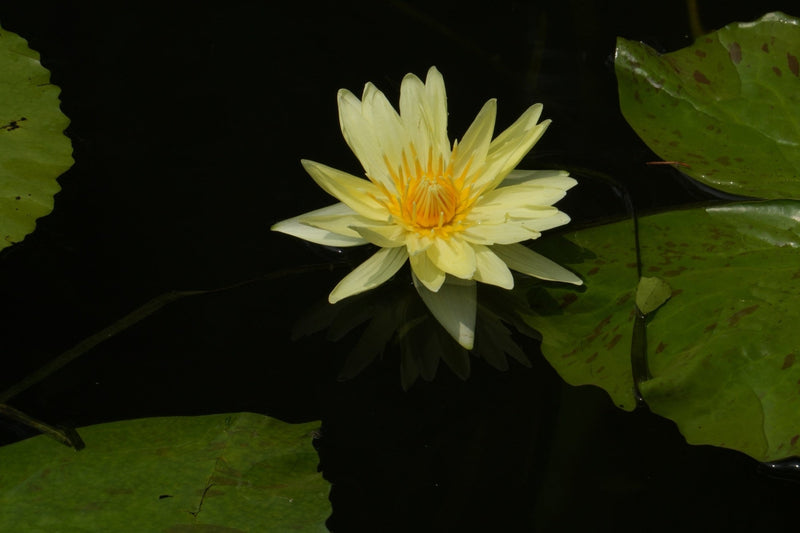 Nymphaea 'Mexicana' (Sunrise)