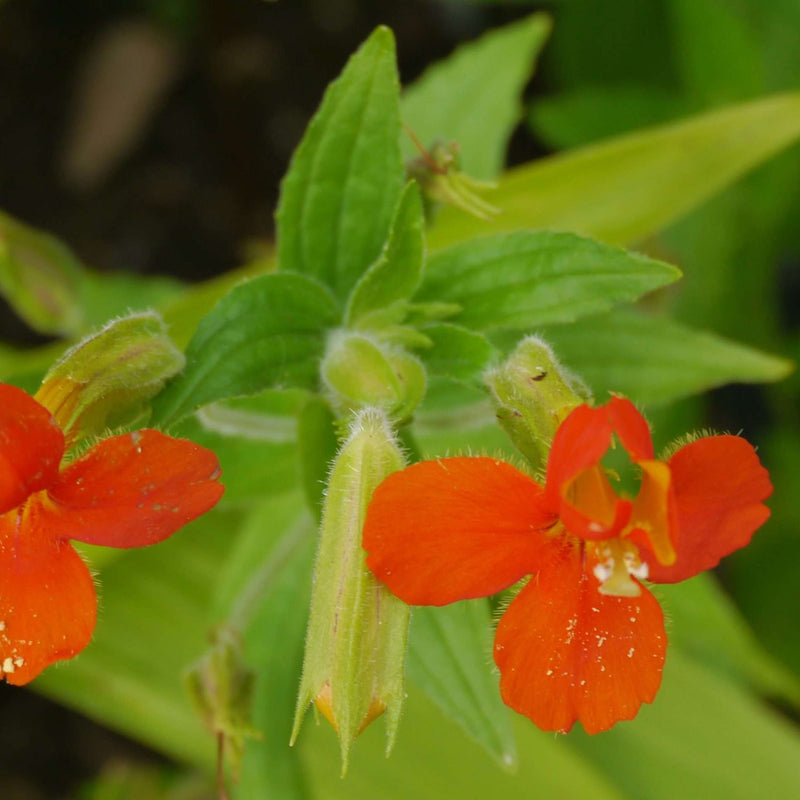 mimulus cardinalis scarlet monkey flower marginal pond plants mp079