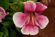 mimulus cupreus red emperor marginal pond plants mp080