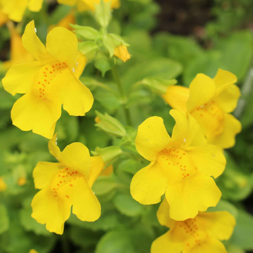 mimulus guttatus common monkey flower marginal pond plants mp081
