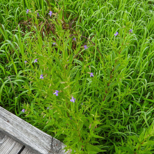 mimulus ringens lavender musk marginal pond plants mp082