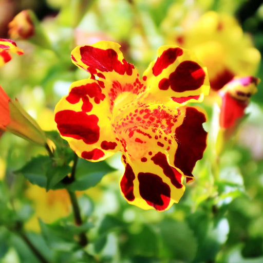 mimulus tigrinus marginal pond plants pond plants water plants mp083